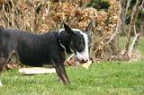 BULL TERRIER MINIATURE 303